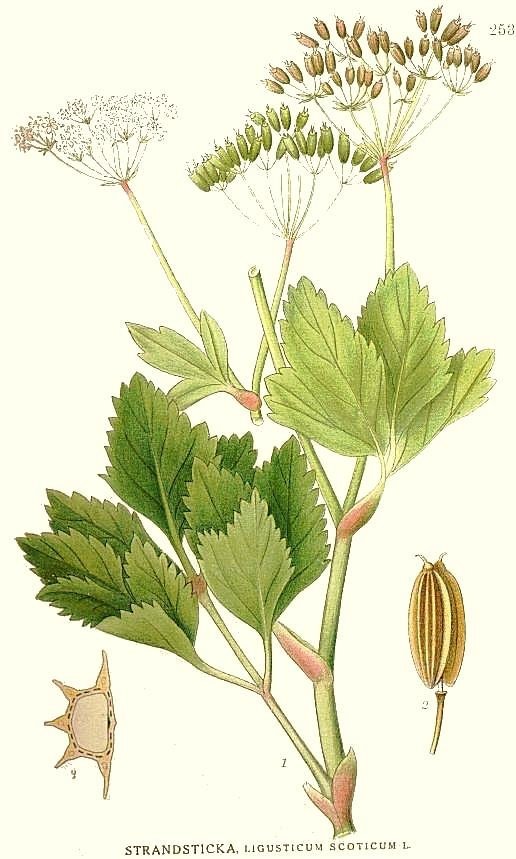 Livèche d'Ecosse