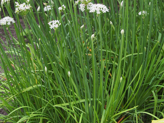 Ciboulail
