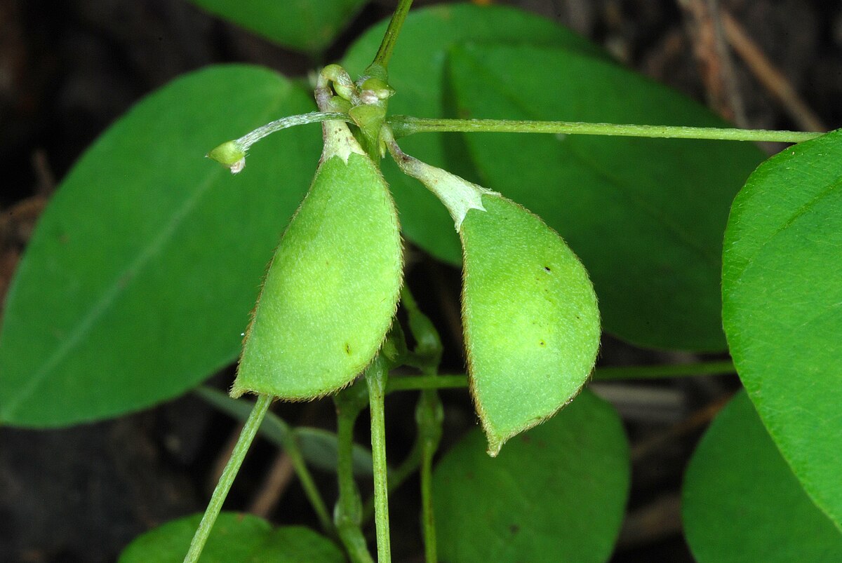 Amphicarpe bractéolée