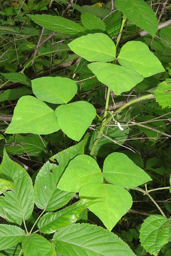 Amphicarpe bractéolée