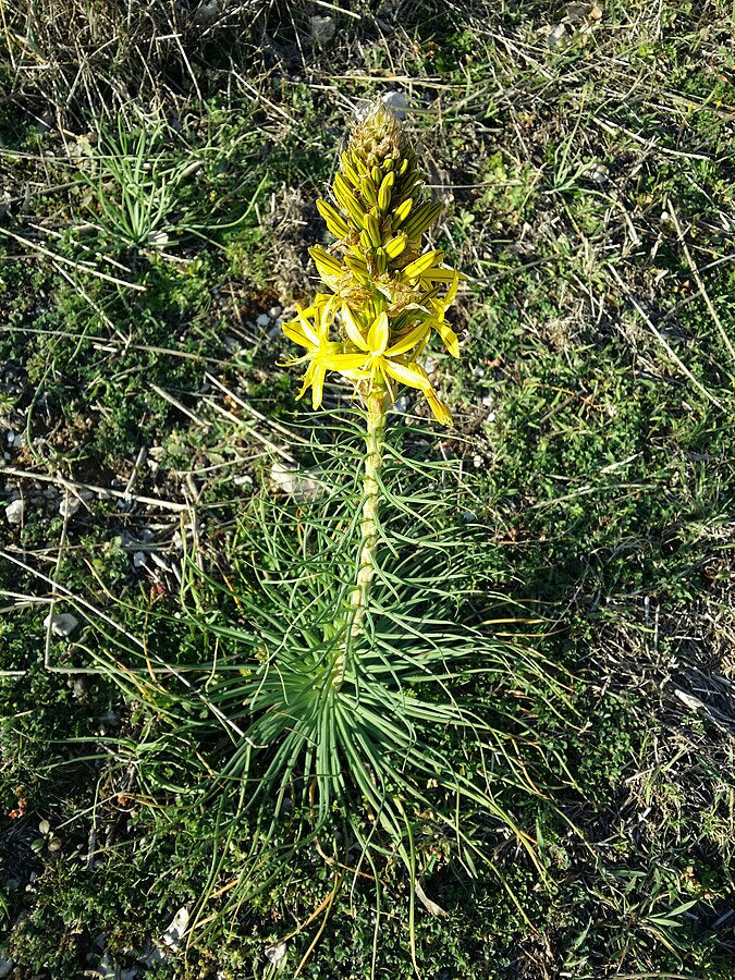 Asphodéline jaune
