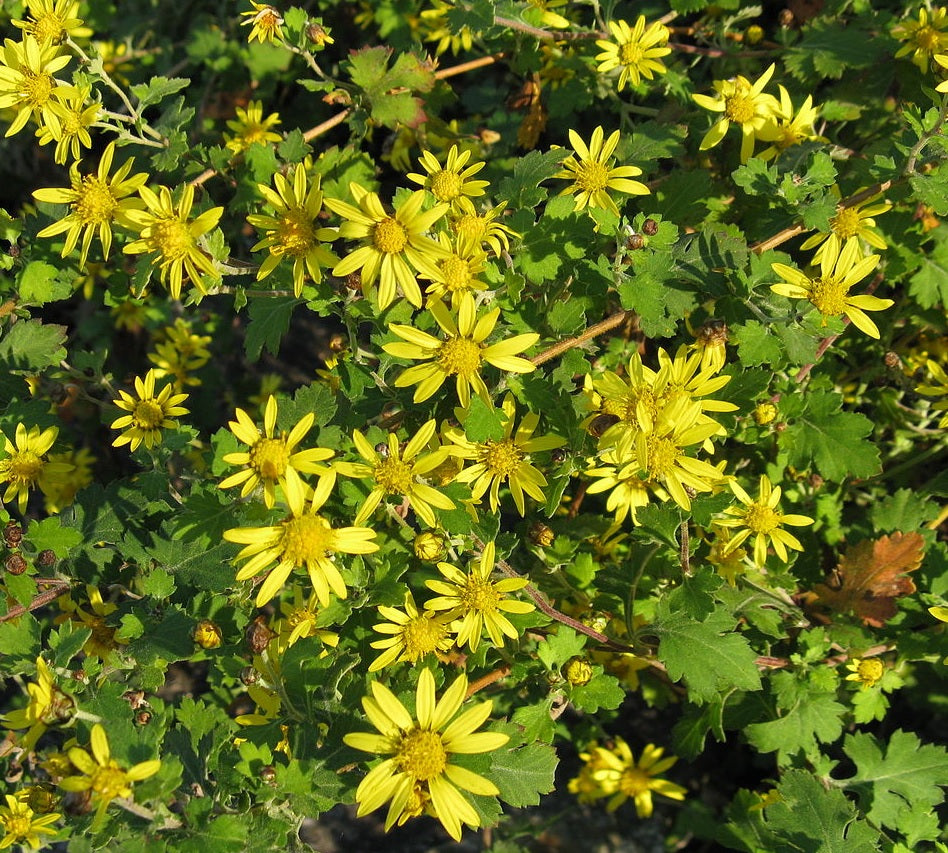 Chrysanthème de Nankin