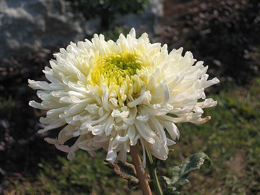 Chrysanthème à Thé floral (Fleurs doubles)