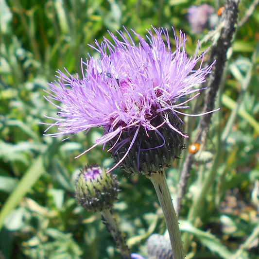 Cirse Cendré