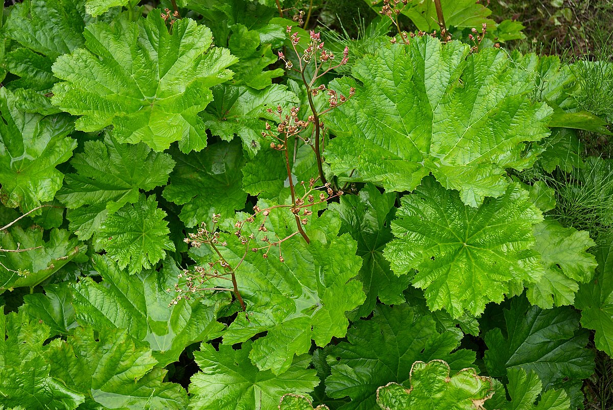 Rhubarbe Indienne
