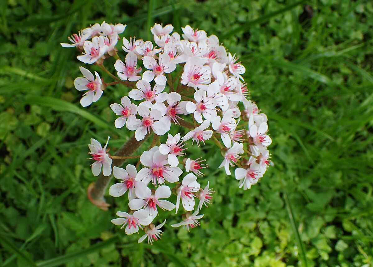 Rhubarbe Indienne
