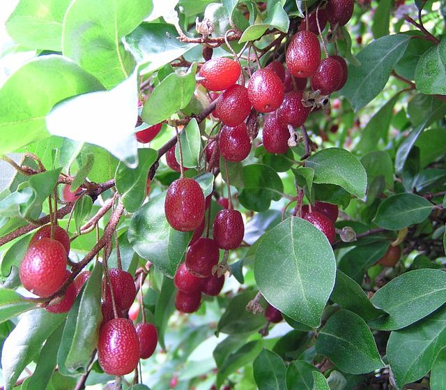 Goumi du Japon 'Sweet Scarlet'
