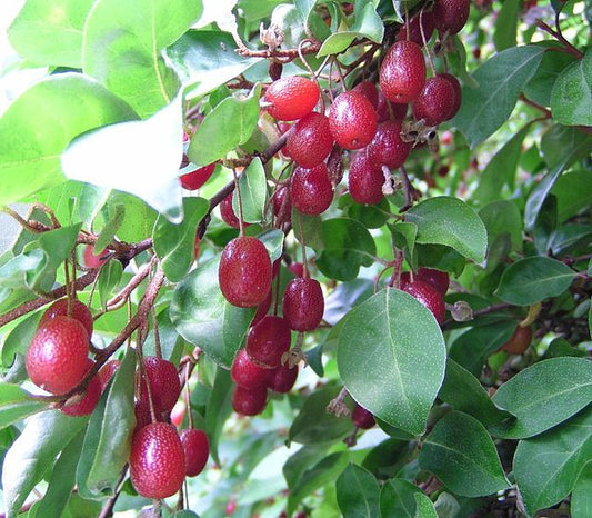 Goumi du Japon 'Sweet Scarlet'