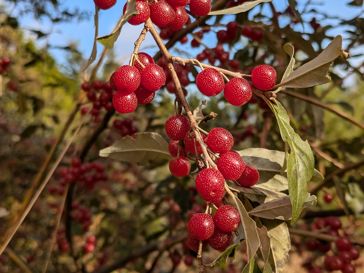 Chalef d'automne