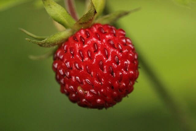 Fraisier ‘Framberry’