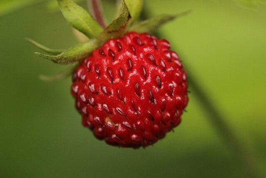 Fraisier ‘Framberry’