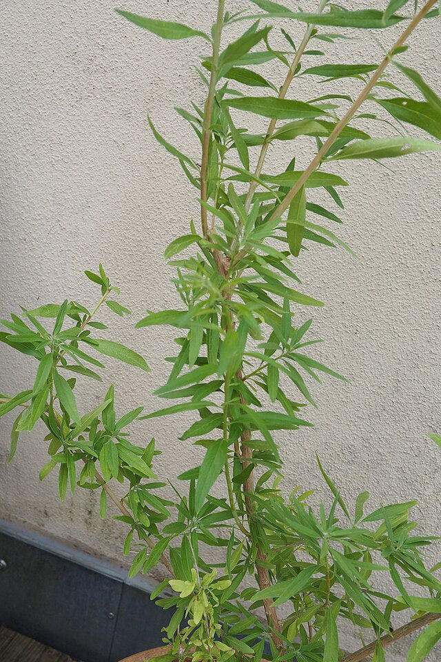 Verveine mentholée