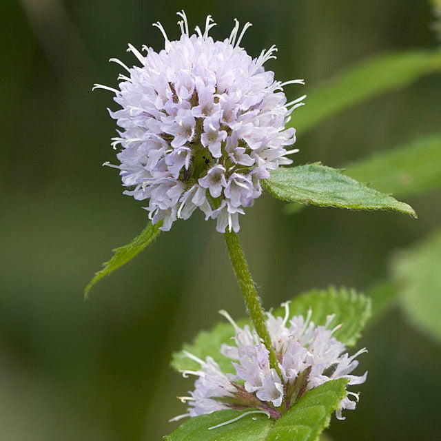 Menthe aquatique