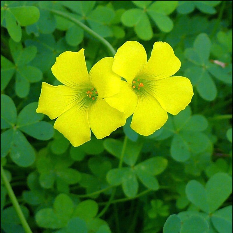 Oxalis des Bermudes