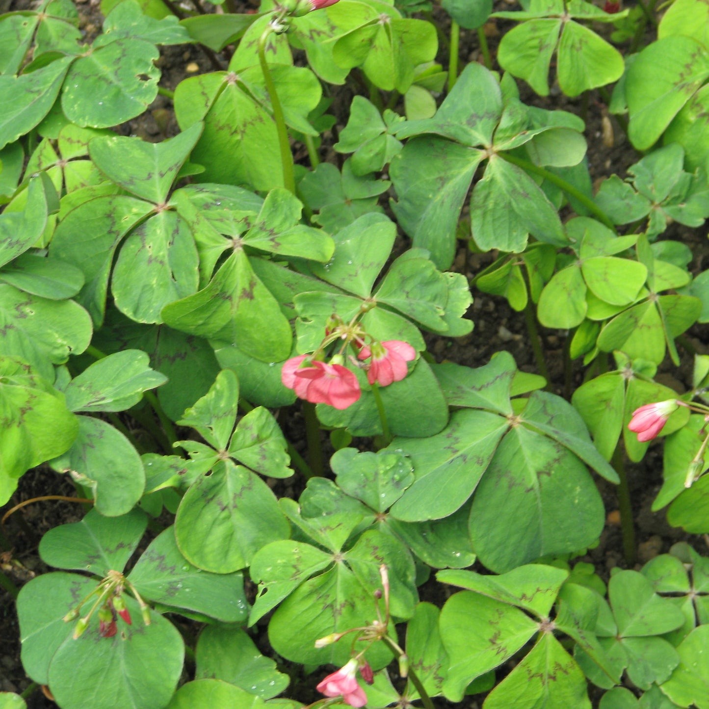 Oxalis à quatre folioles