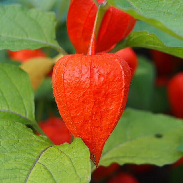 Amour en cage 'Fruity'