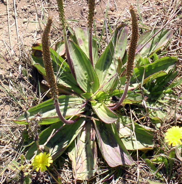 Plantain mexicain