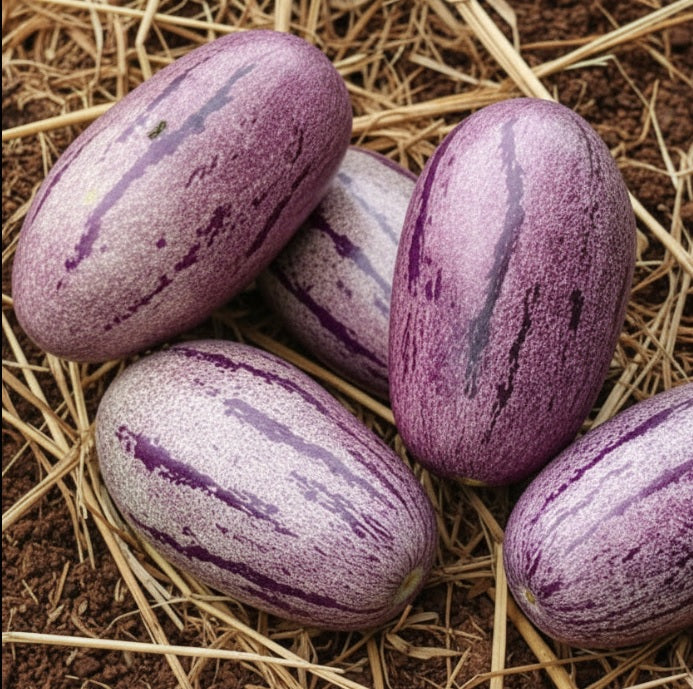 Pépino 'Putumayo'