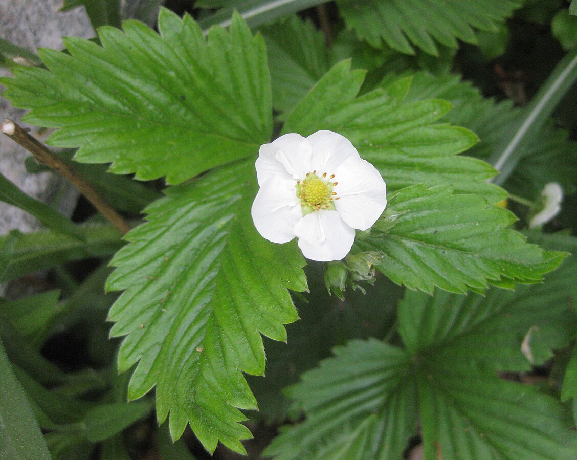 Fraisier ananas ‘Snow white pineberry XL’