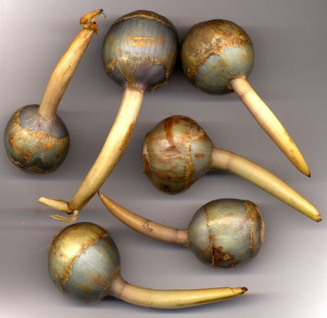 Chi-Gu