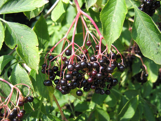 Sureau noir 'Haschberg'