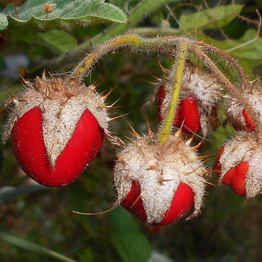Morelle de Balbis ‘Mamoncillos’
