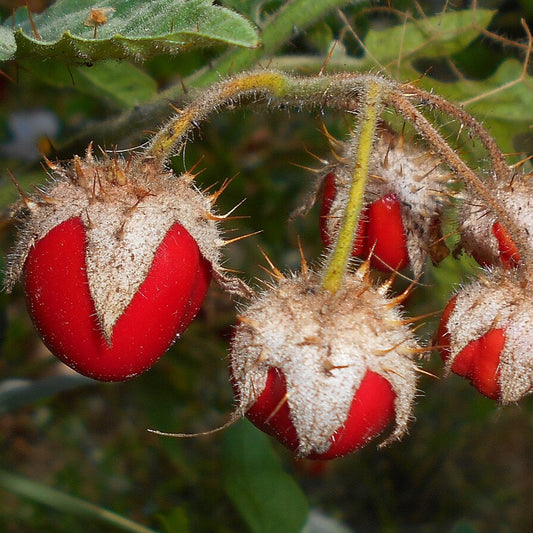 Morelle de Balbis ‘Mamoncillos’