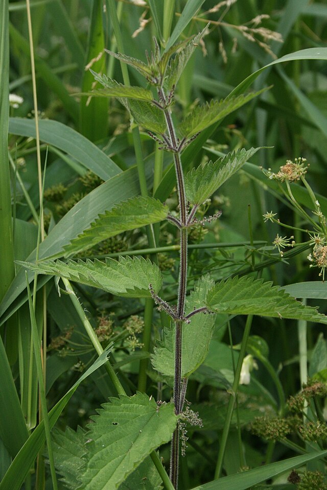 Ortie à feuilles de galéopsis