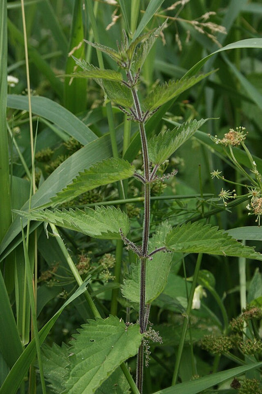 Ortie à feuilles de galéopsis