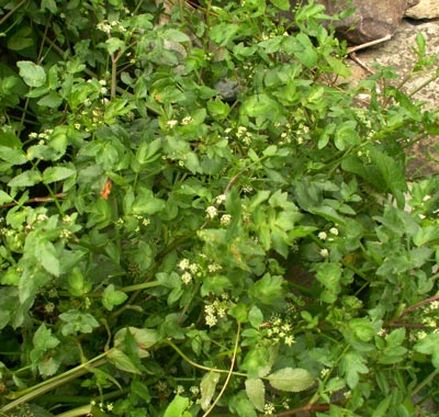 Ache nodiflore