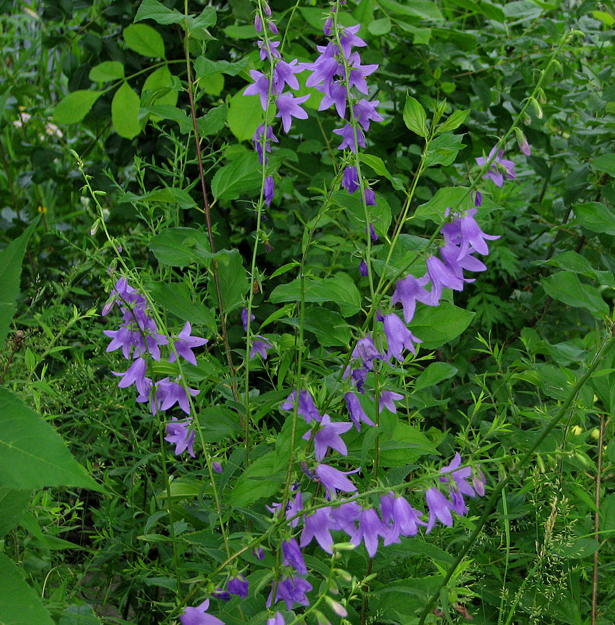 Campanule Fausse-Raiponce