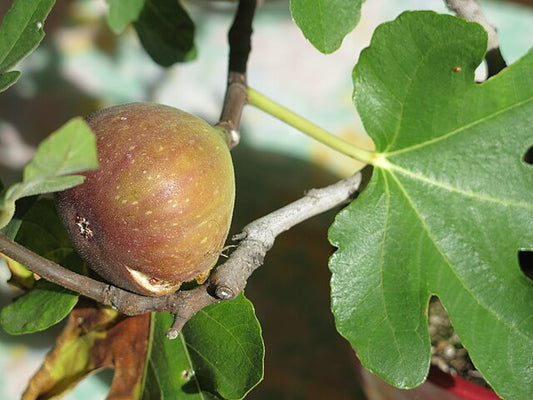 Figuier 'Osborn Prolific'