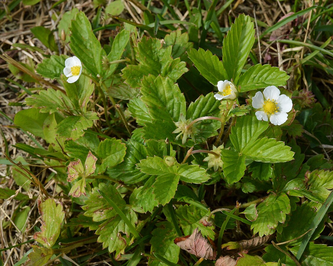 Fraise-Abricot 'Mount Omei'