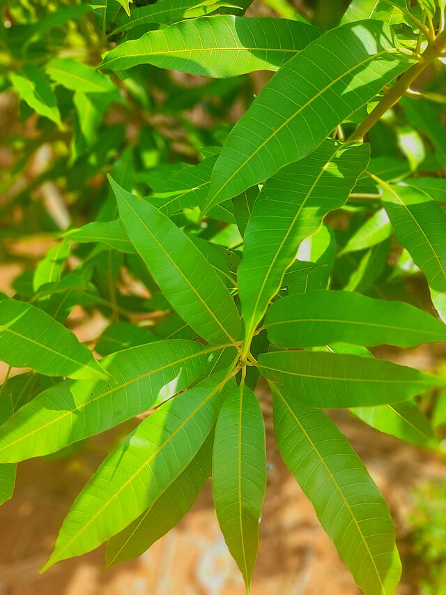 Verveine citronnée