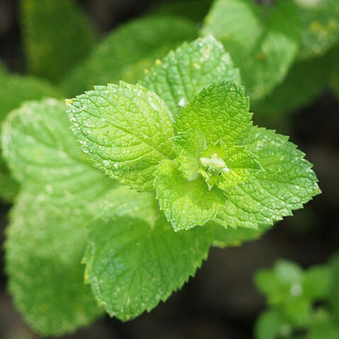 Menthe velue Géante