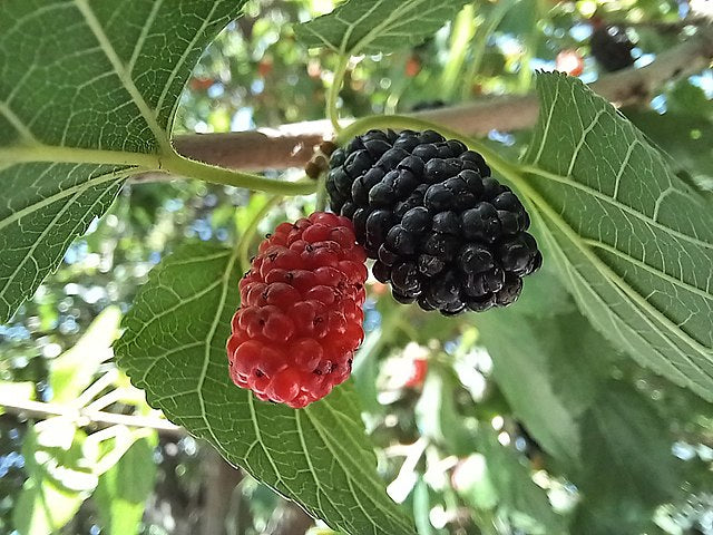 Mûrier nain 'Mojo Berry'