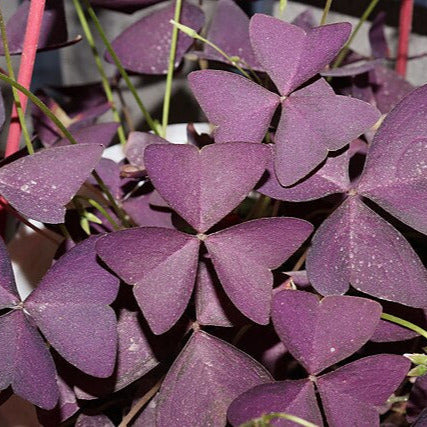 Oxalis pourpre