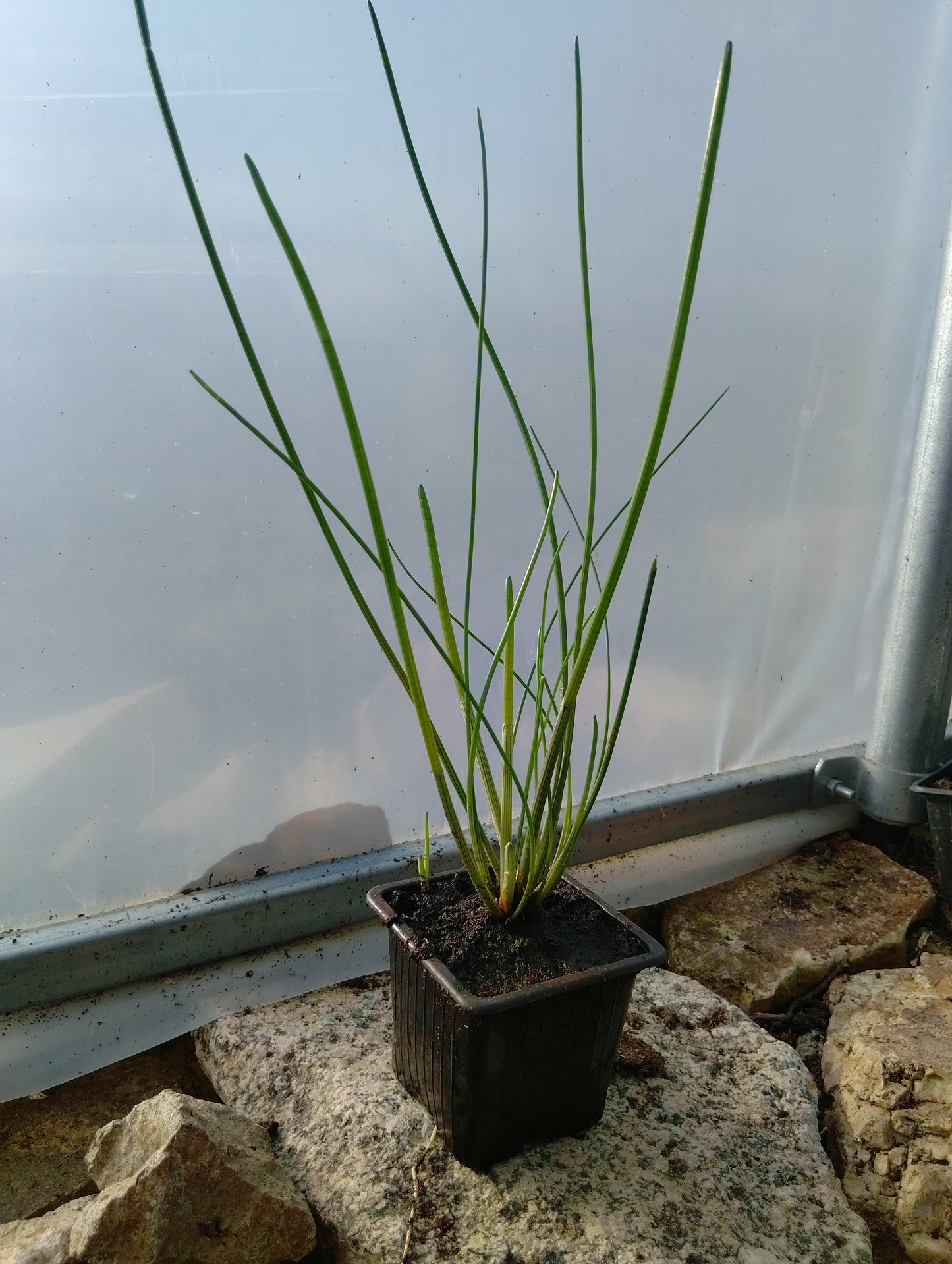 Châtaigne d'eau Chinoise