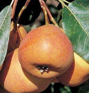 Poire de Bollwiller 'Shipova'