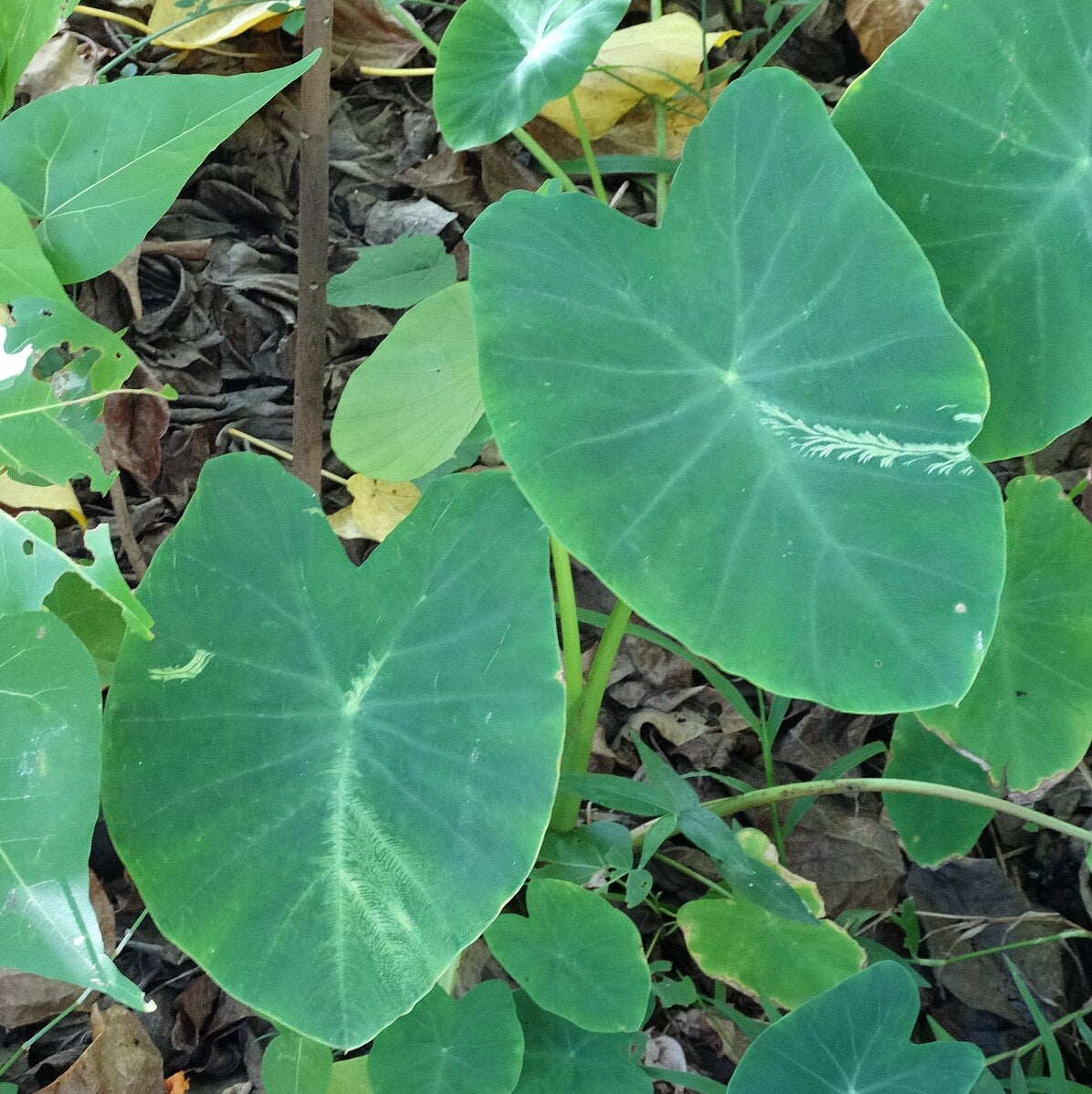 Taro