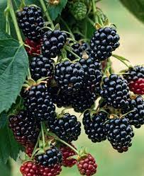 Ronce 'Jumbo'