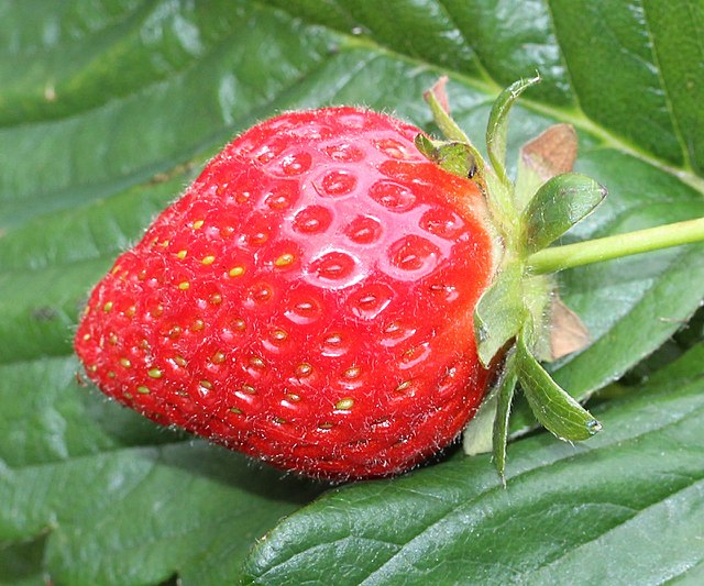 Fraisier ‘Cijosée’
