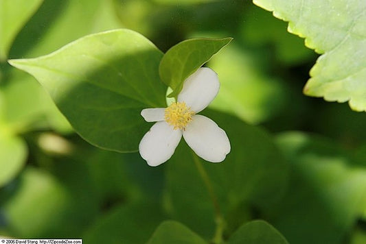 Houttuynia