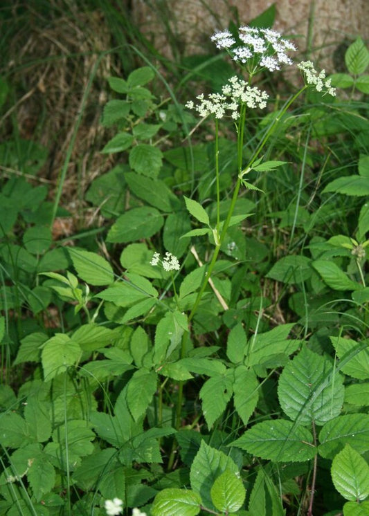 Égopode