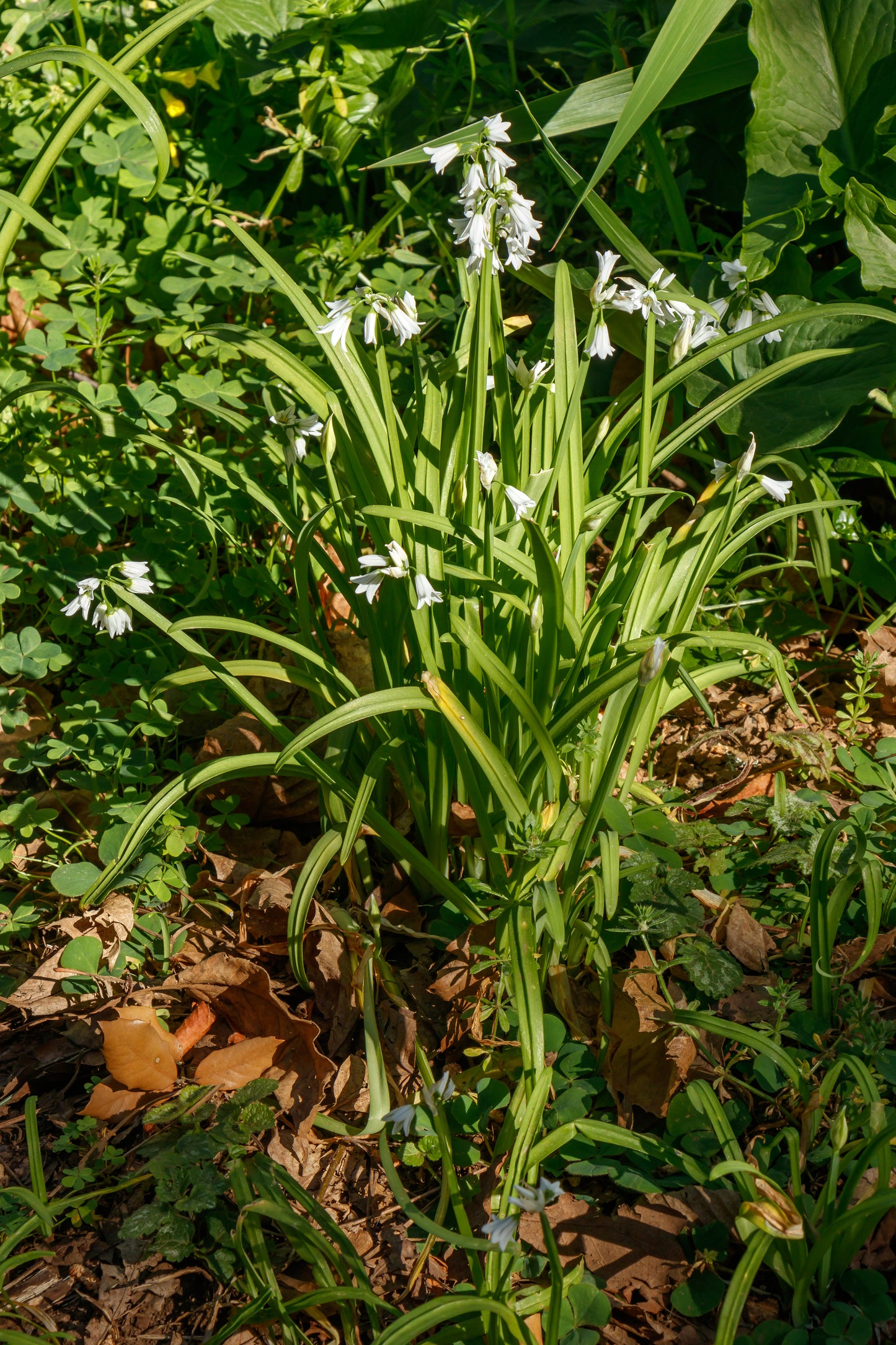 Ail triquètre