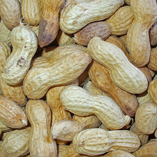 Cacahuète 'White Shell'