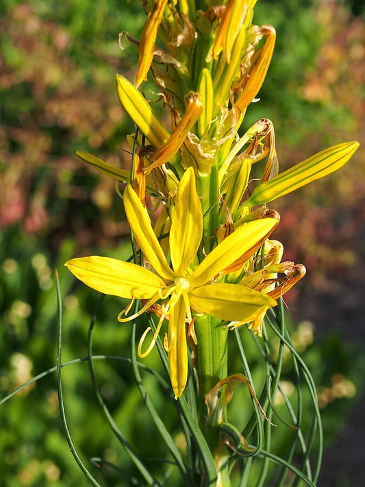 Asphodéline jaune