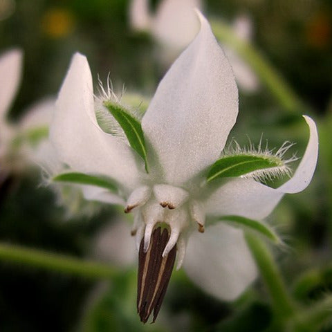 Bourrache ‘Movera’