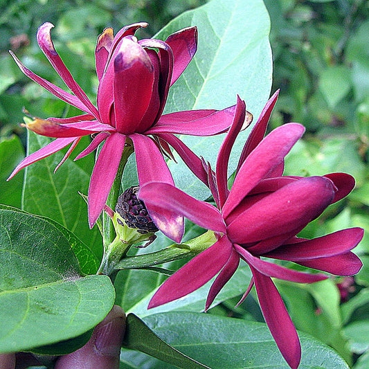 Calycanthe de Floride