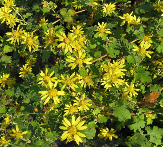 Chrysanthème de Nankin